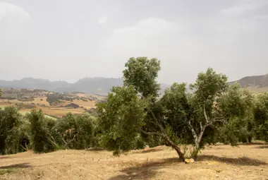 Olivo en Finca Oro Al-Andalus