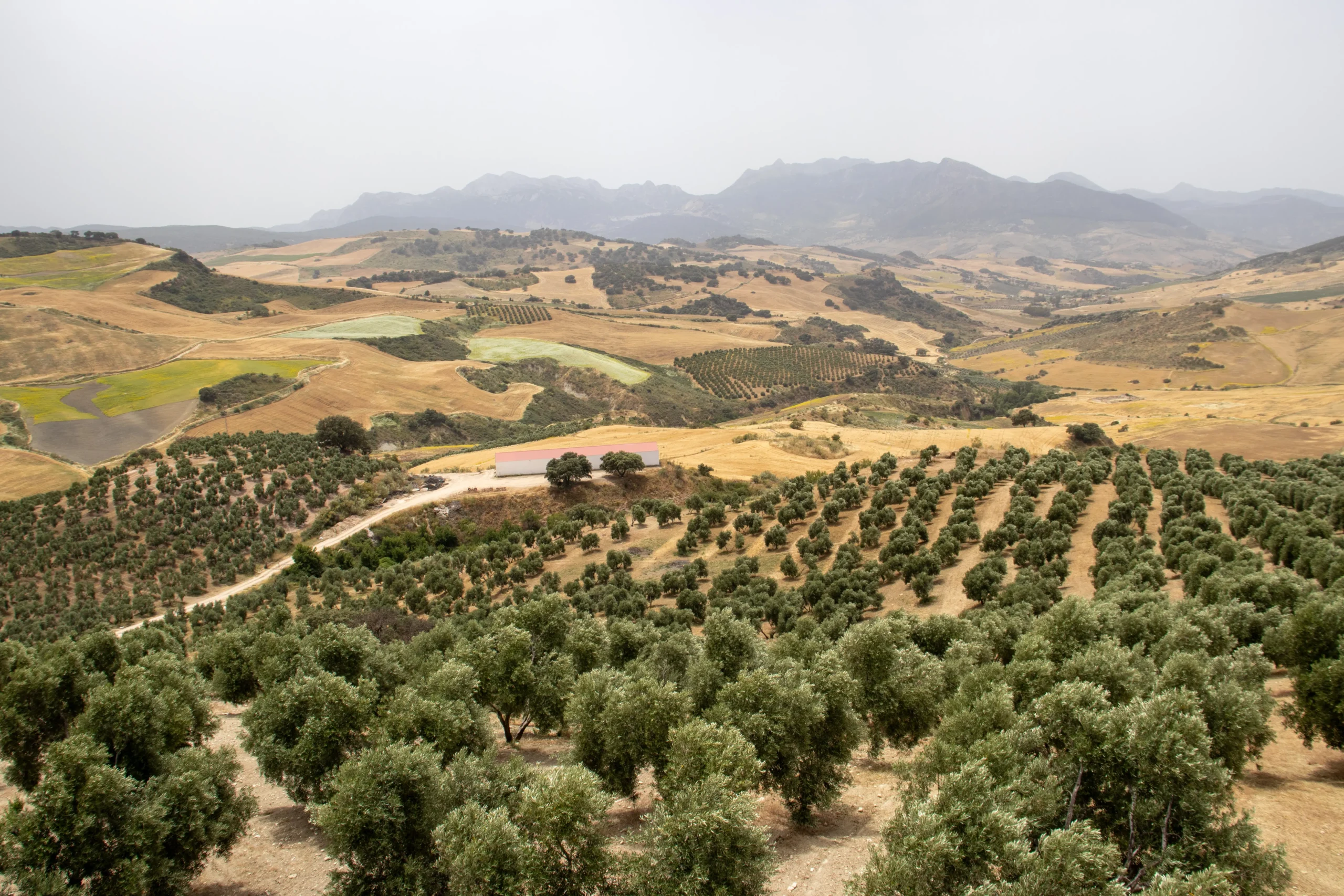 Extensión de la Finca Oro Al-Andalus