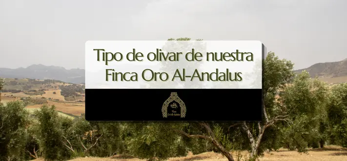 tipo-olivar-finca-oro-al-andalus